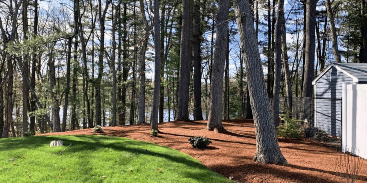 Fresh mulch bed edging a green lawn under tall pine trees, landscaping in southern NH