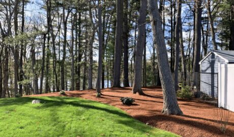 Freshly mulched landscape bed beside a green lawn under pine trees