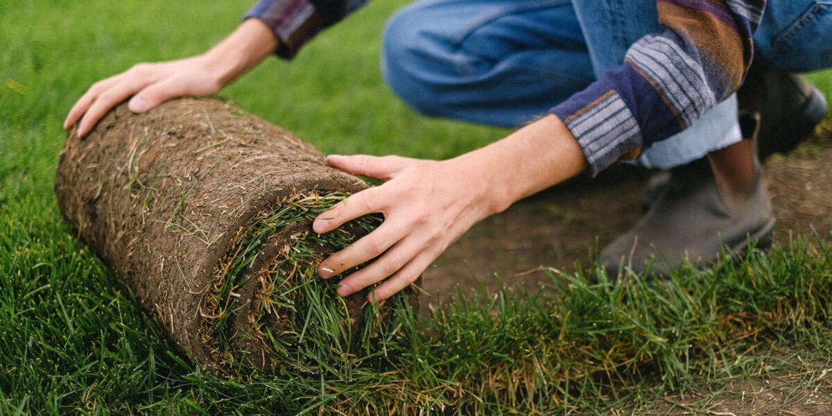 Fresh sod being laid for a new lawn